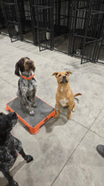 Training Programs