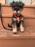 Puppy Programs