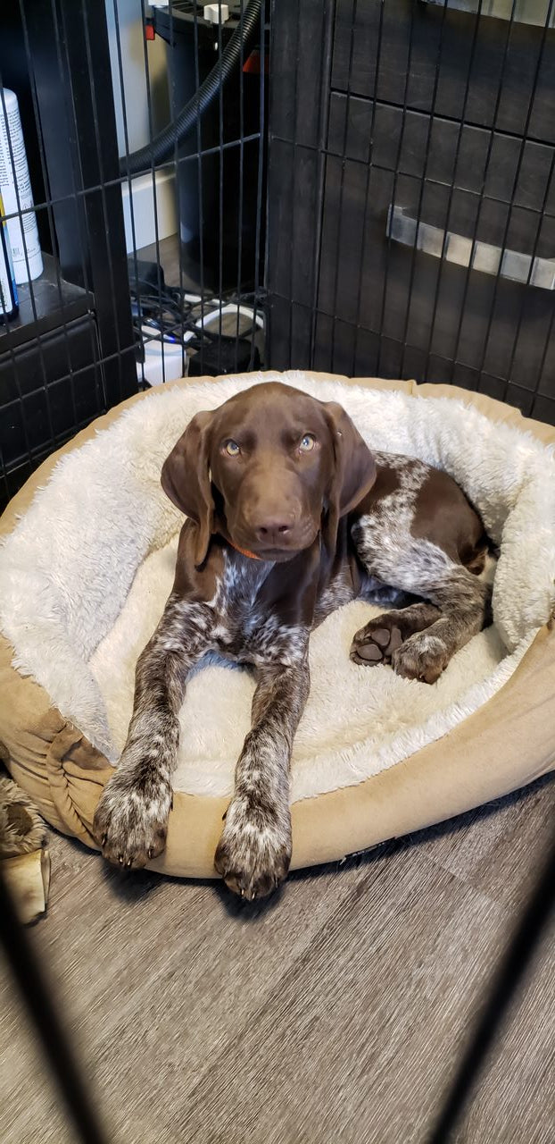 Puppy Socialization Group Class – 1 Hour