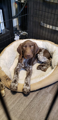 Puppy Foundations Board & Train (2–3 Weeks)