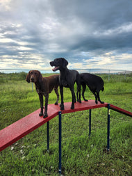 Dog Daycare – Full & Half Day