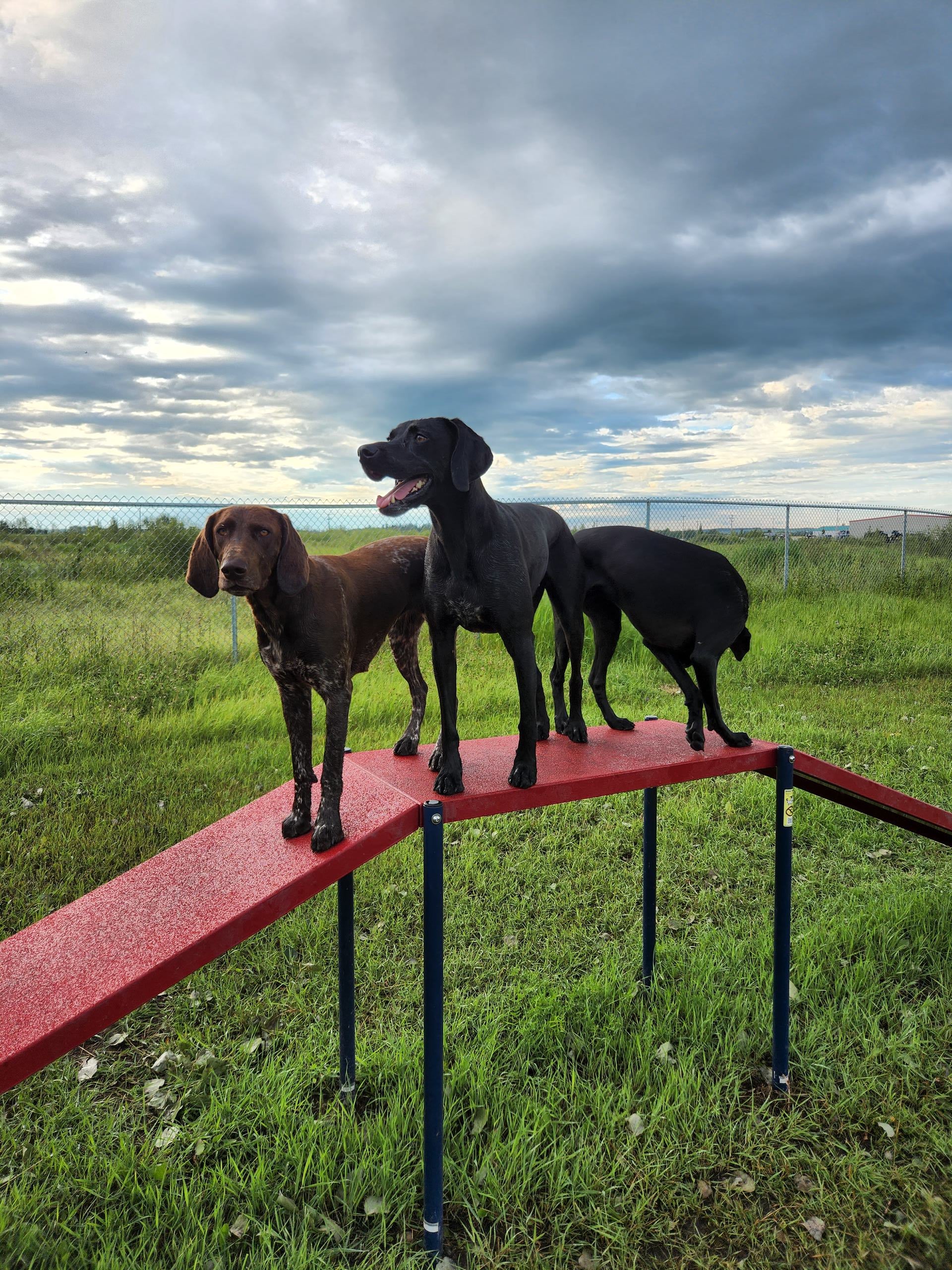 Dog Daycare – Full & Half Day