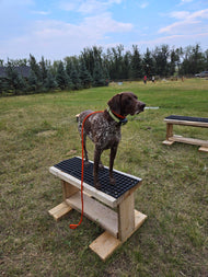 Private Obedience Training Package – 3 or 5 Sessions