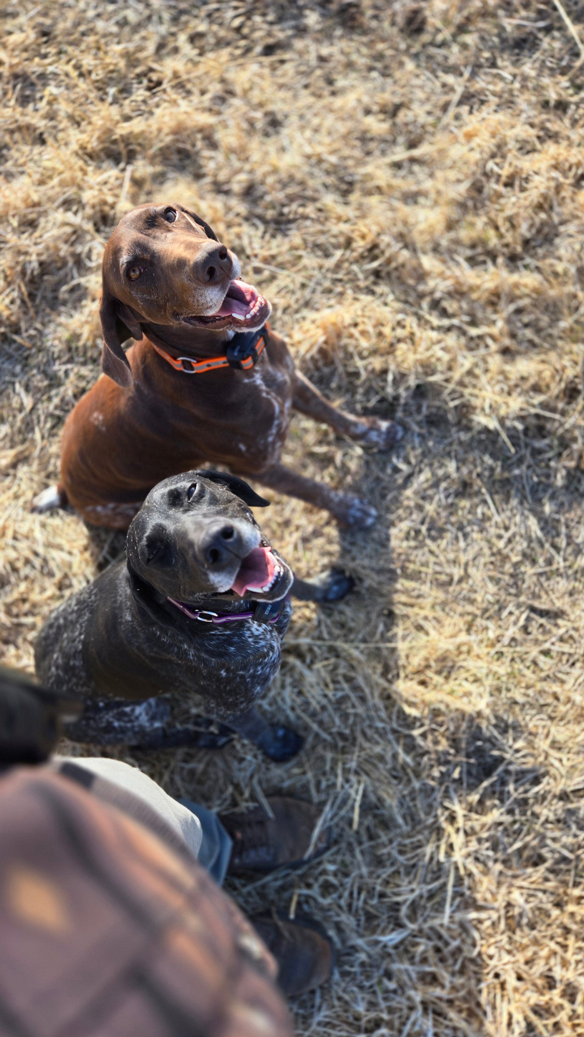 Polished Pup Advanced Board & Train (3–4 Weeks)