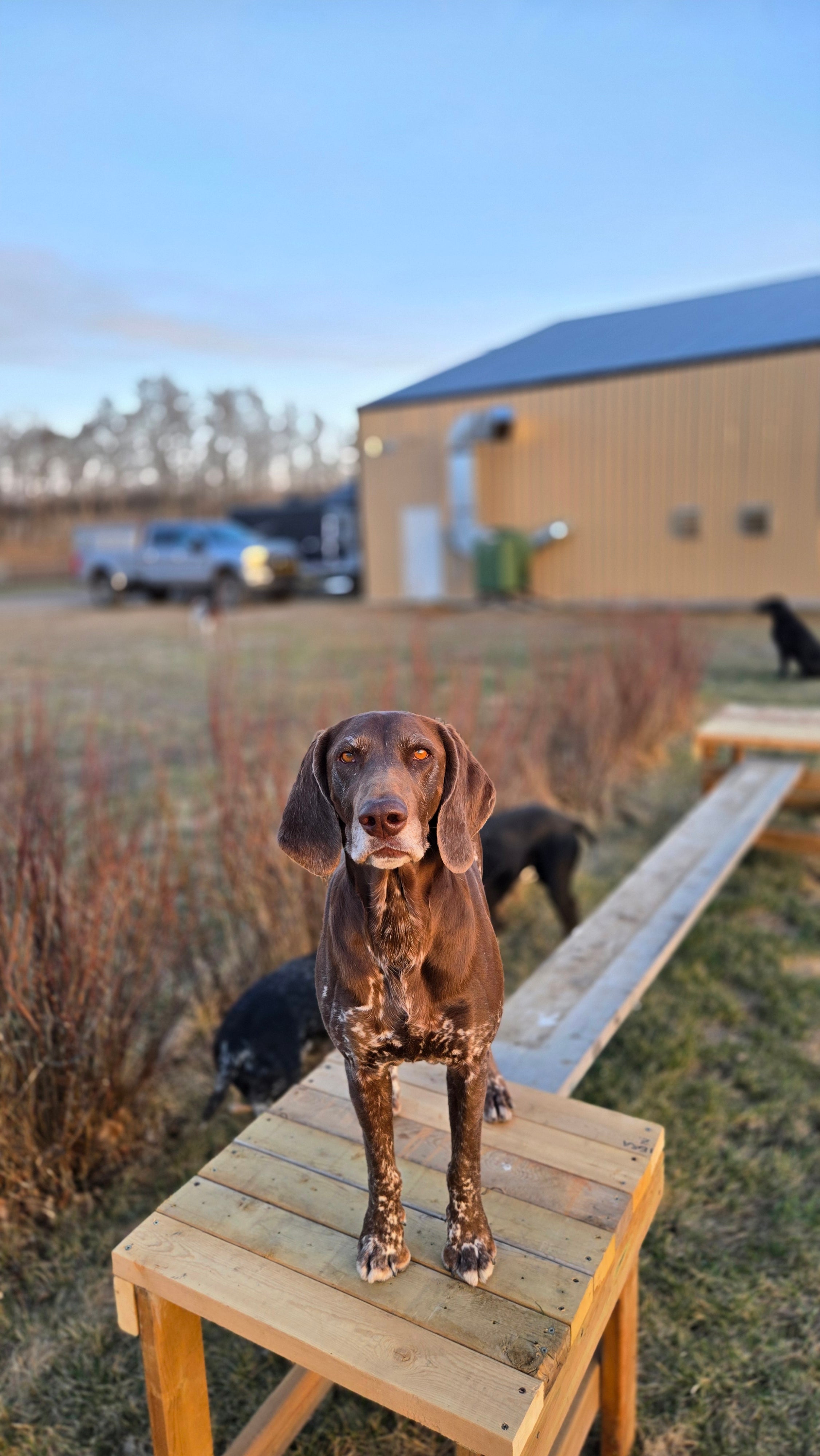 Private Obedience Training Package – 3 or 5 Sessions