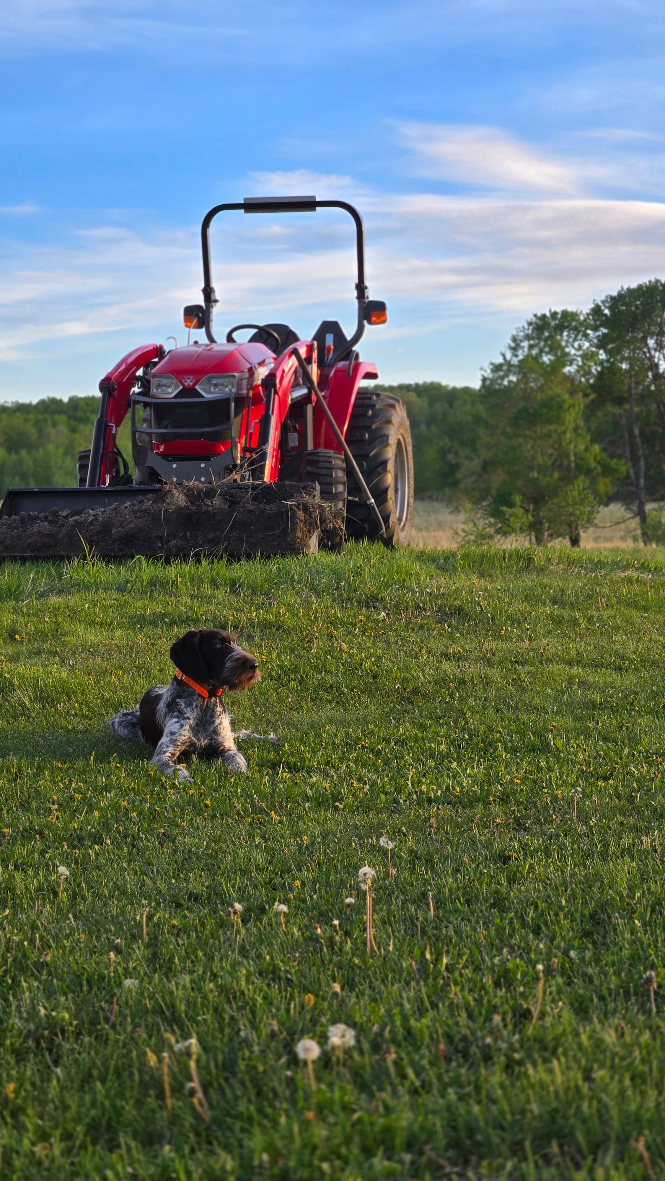 One-on-One Puppy Training Session