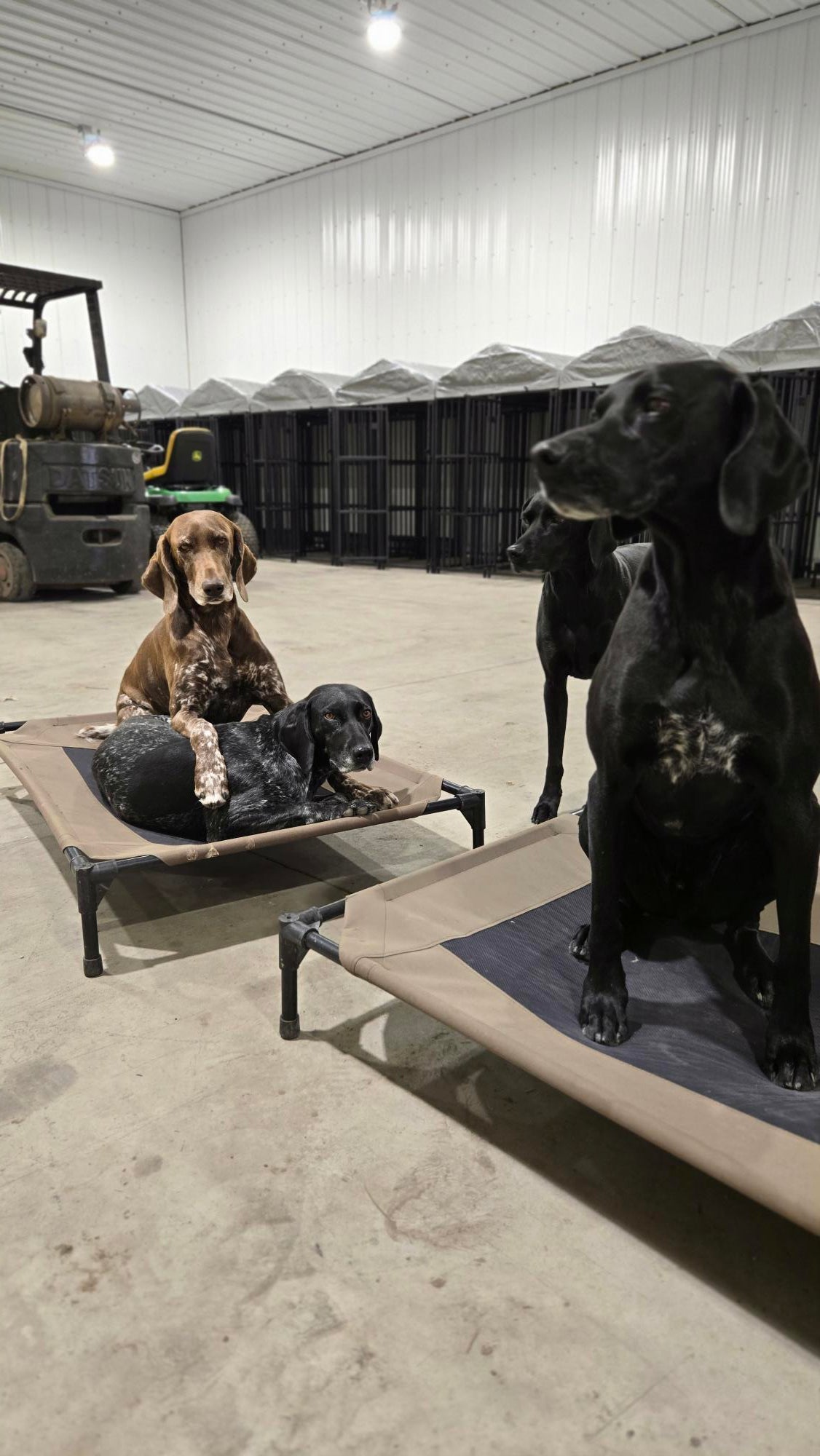 Dog Daycare – Full & Half Day
