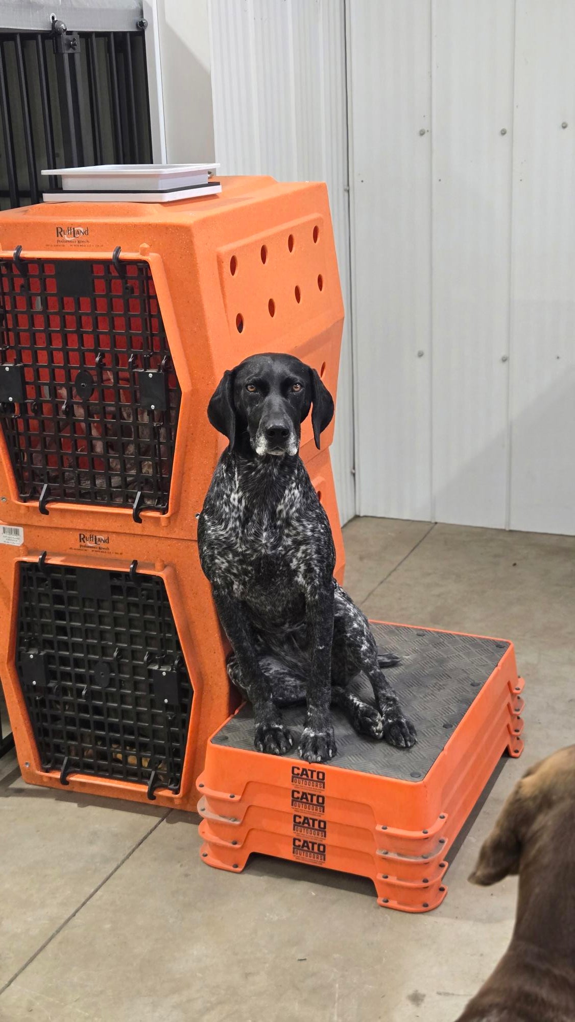 Dog Daycare – Full & Half Day