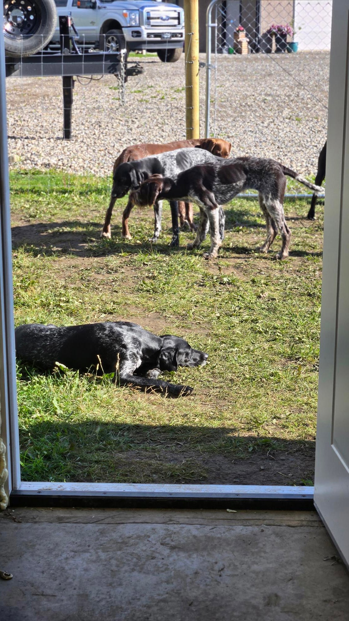Dog Daycare – Full & Half Day