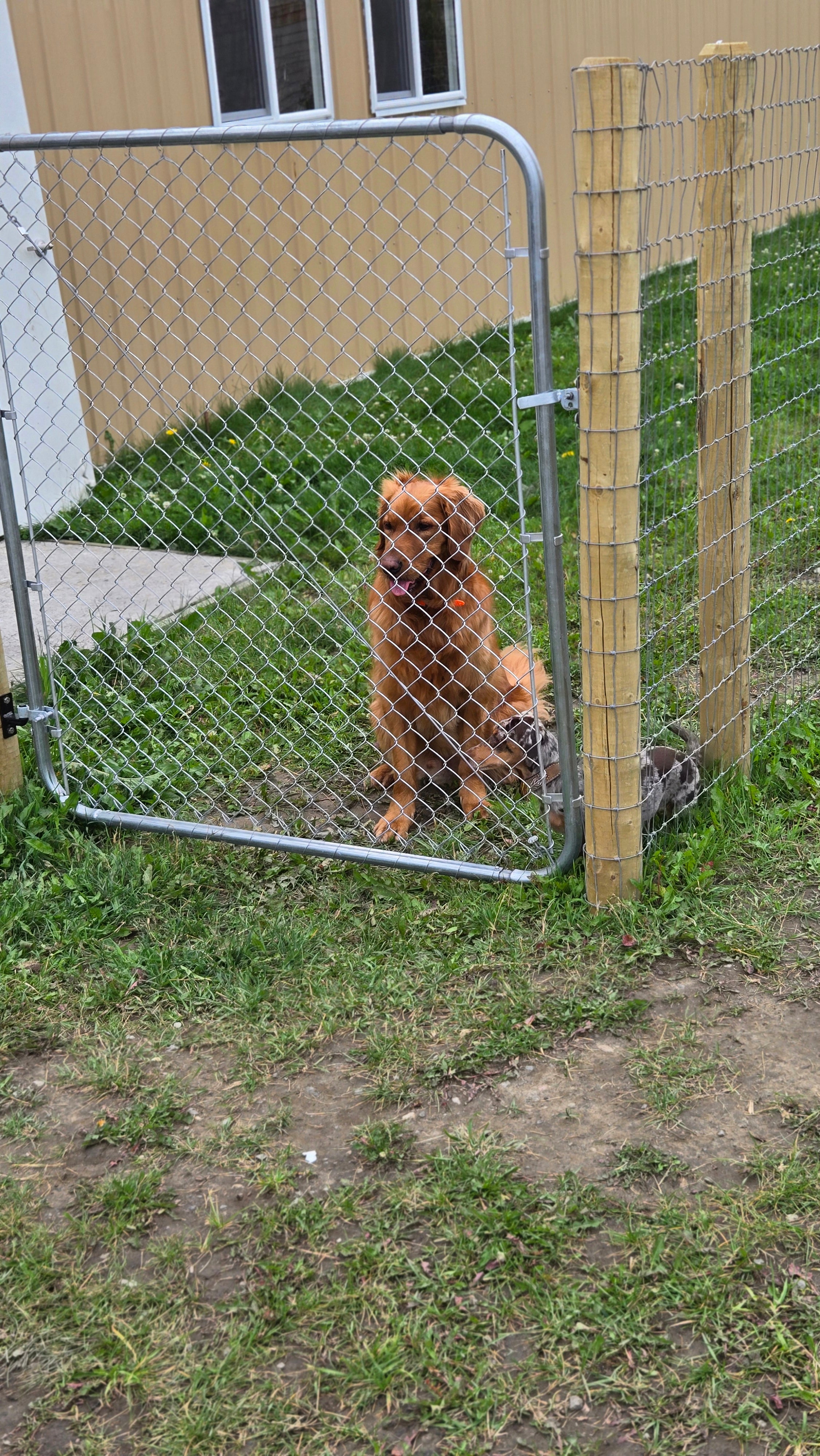 Dog Boarding – Overnight Care