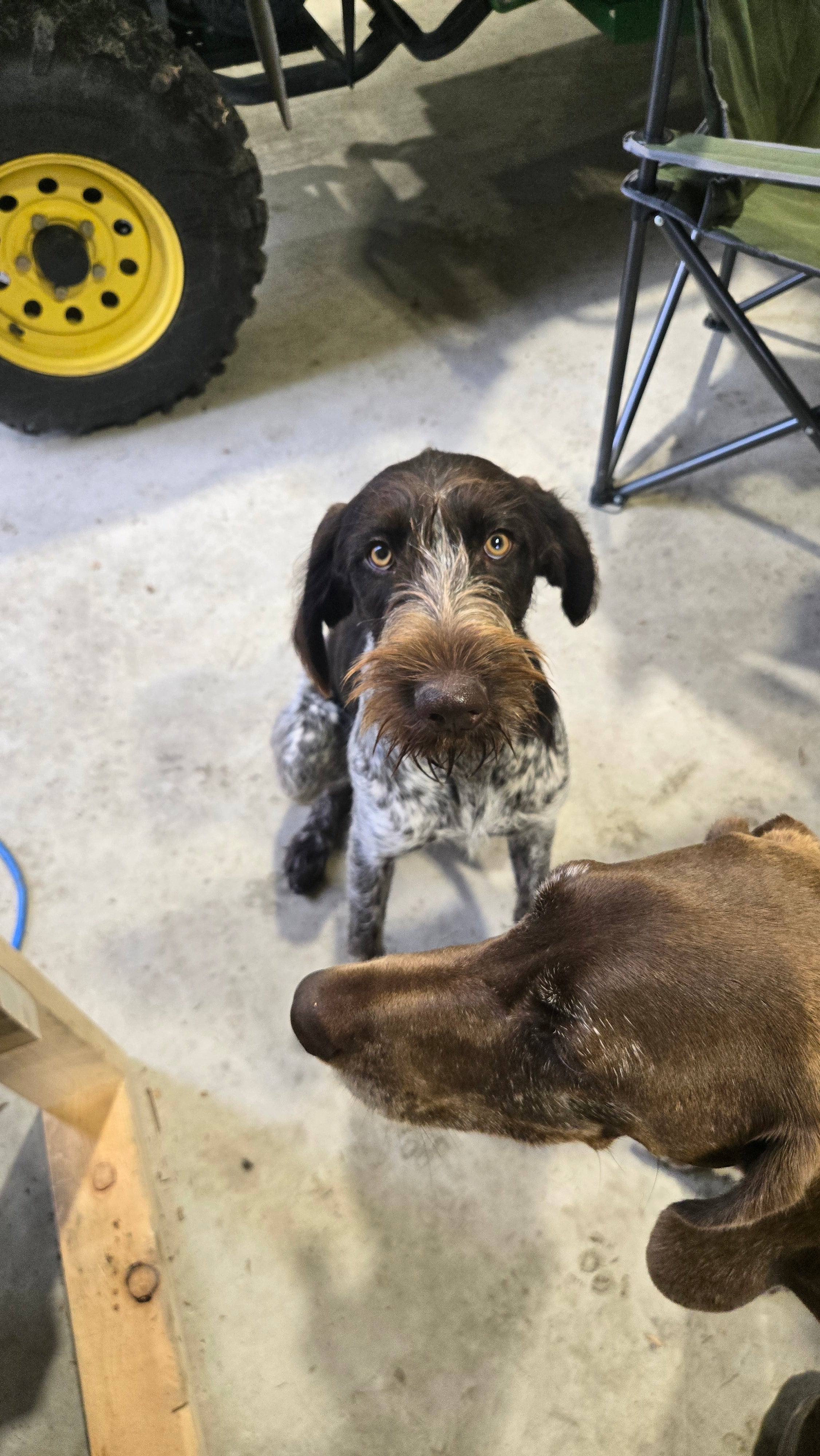 Puppy Socialization Group Class – 1 Hour