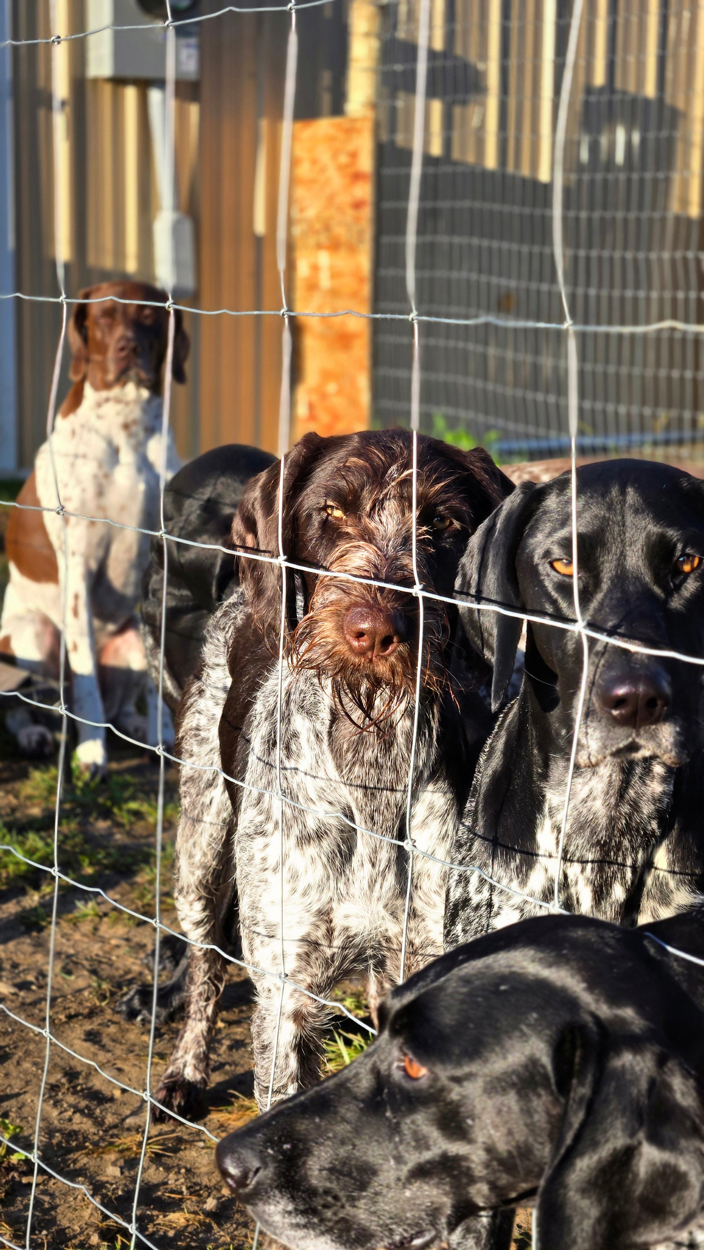 Dog Daycare – Full & Half Day