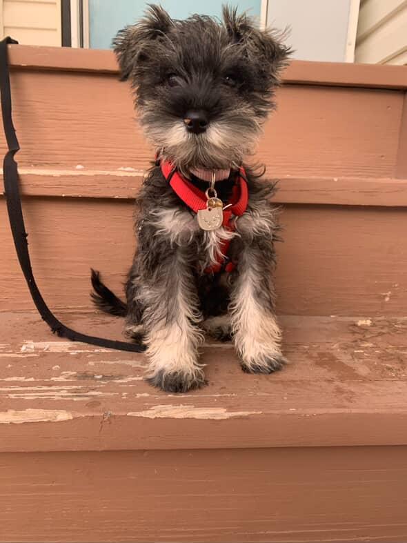&lt;a href=&quot;/collections/puppy-programs&quot; title=&quot;Puppy Programs&quot;&gt;Puppy programs&lt;/a&gt;